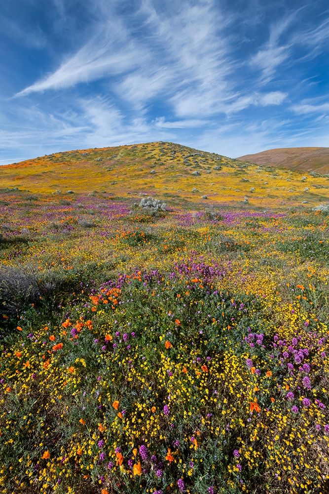 California Fields of California Poppy-Goldfields-Owls Clover with clouds-Antelope Valley